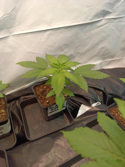 Blackberry Moonrocks. Week 2