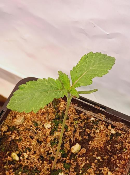 King Kush Breath V2 👑. Week 0