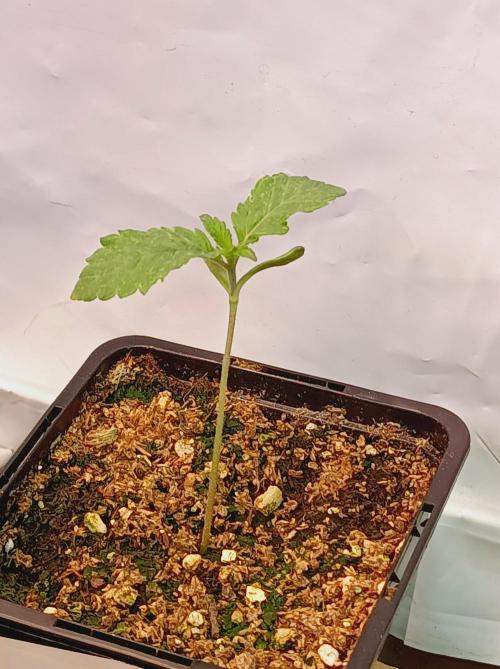 King Kush Breath V2 👑. Week 0