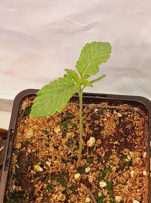 King Kush Breath V2 👑. Week 0