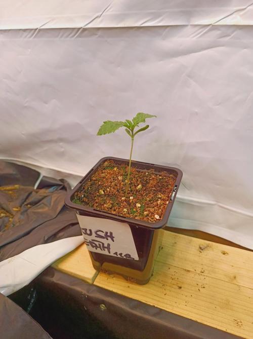 King Kush Breath V2 👑. Week 0