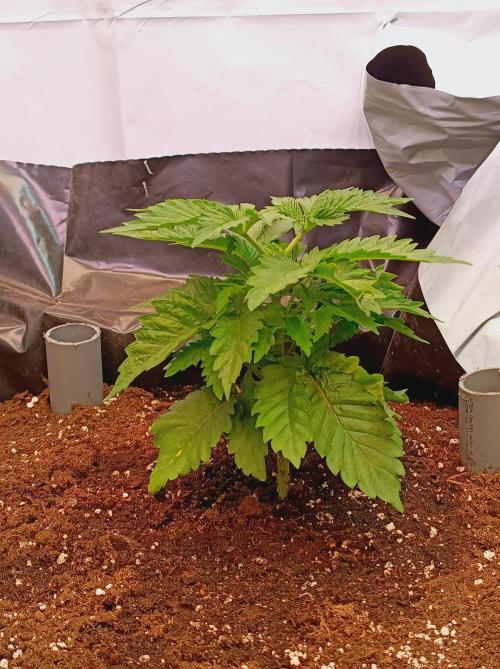 Crescendo 🦖. Week 5