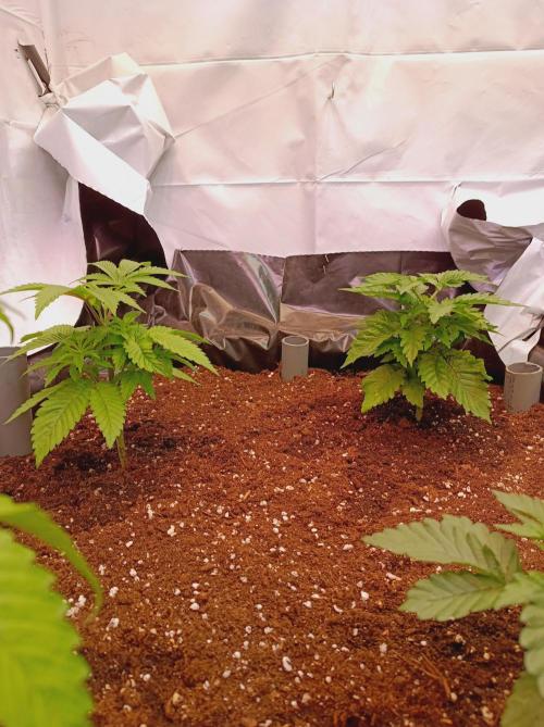 Crescendo 🦖. Week 5