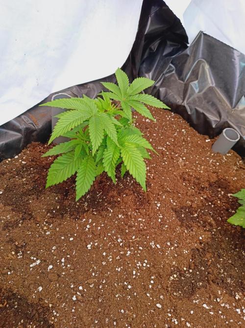 Crescendo 🦖. Week 5