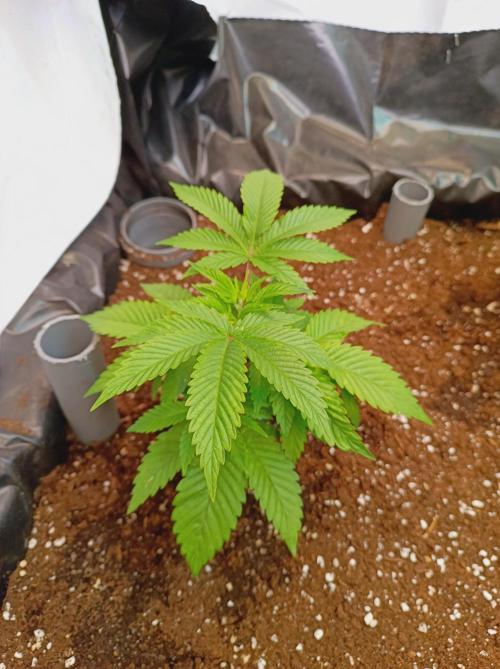 Crescendo 🦖. Week 5