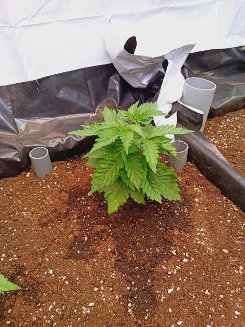 Crescendo 🦖. Week 5