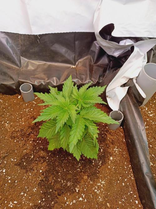 Crescendo 🦖. Week 5