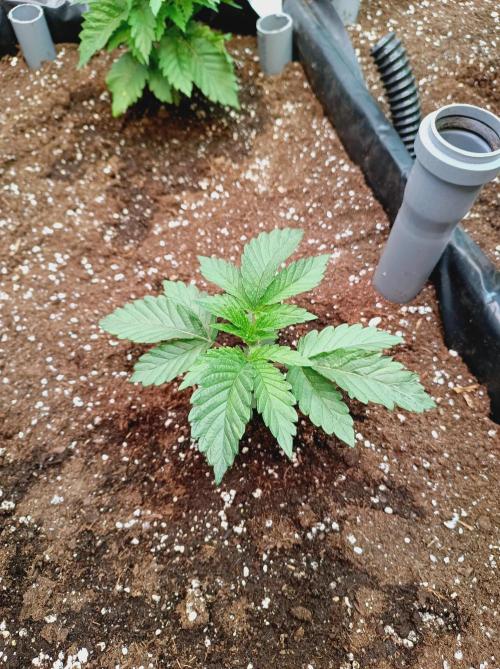 King Kush Breath V2 👑. Week 3 - Day 21