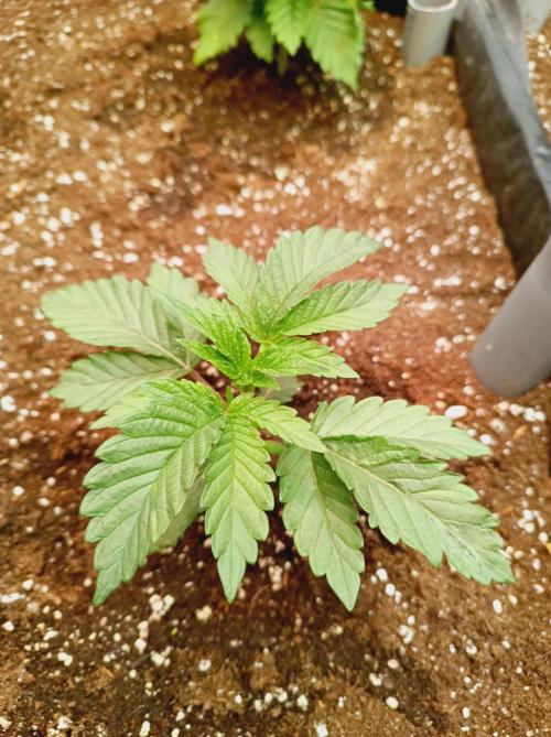 King Kush Breath V2 👑. Week 3