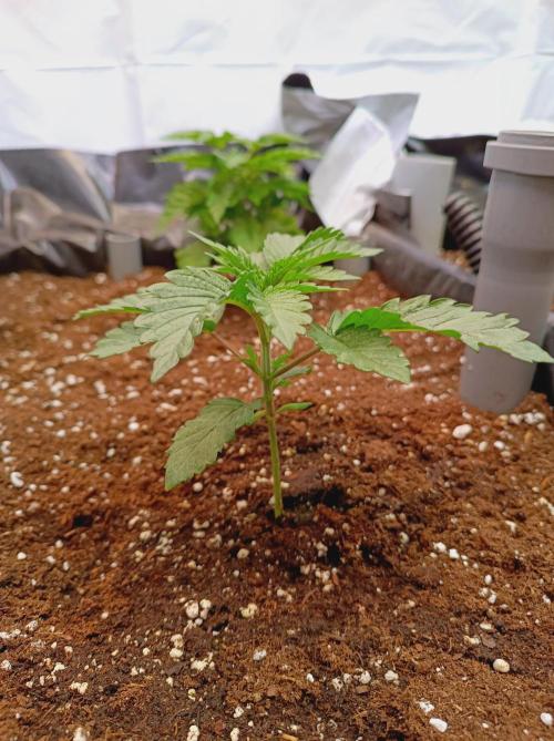 King Kush Breath V2 👑. Week 3