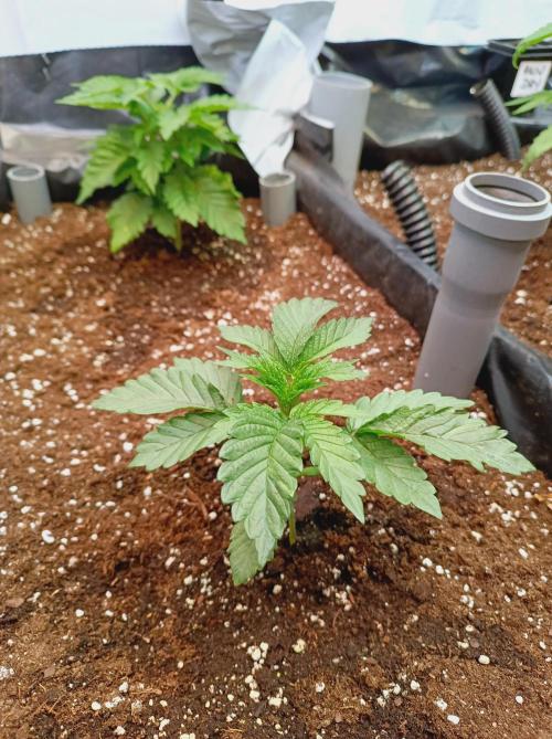 King Kush Breath V2 👑. Week 3