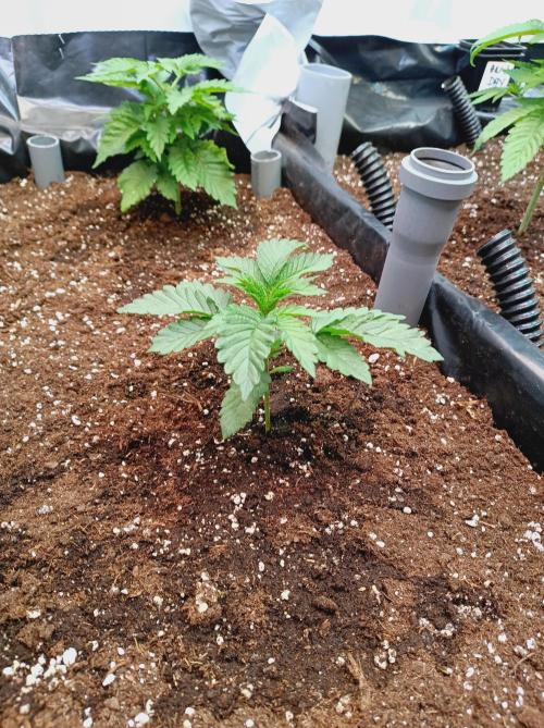 King Kush Breath V2 👑. Week 3