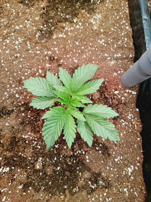 King Kush Breath V2 👑. Week 3