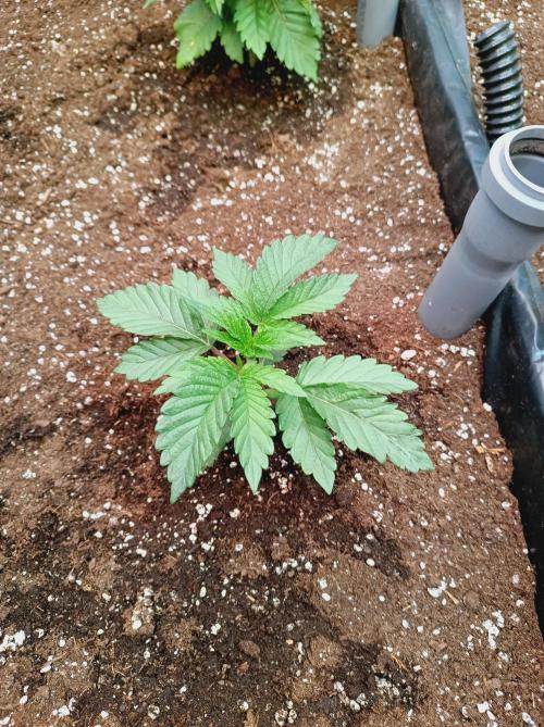 King Kush Breath V2 👑. Week 3