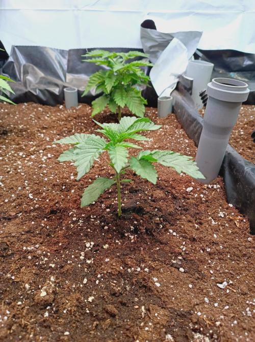 King Kush Breath V2 👑. Week 3