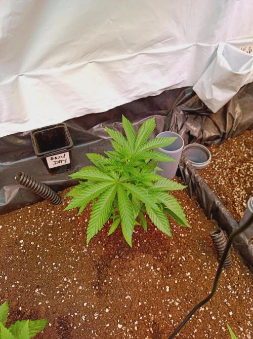 Any Day⛽️🍇🍋. Week 5