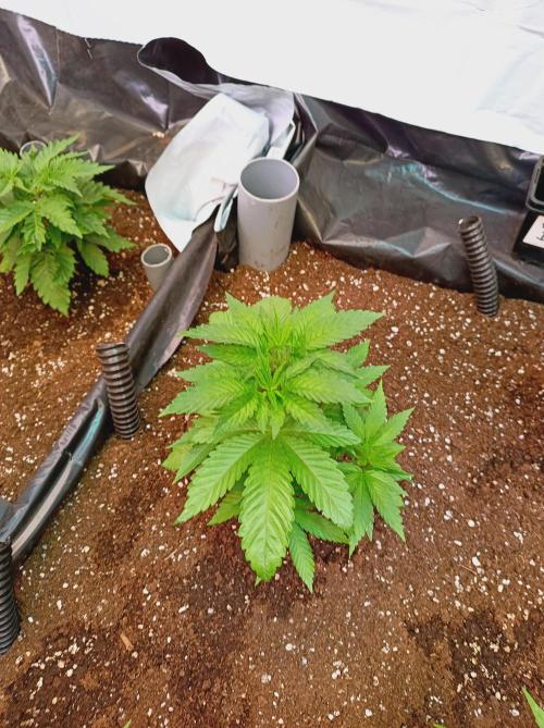 Any Day⛽️🍇🍋. Week 5