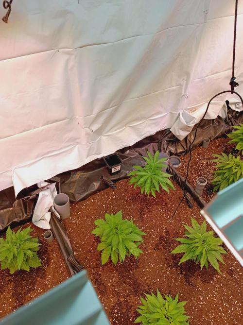 Any Day⛽️🍇🍋. Week 5 - Day 35