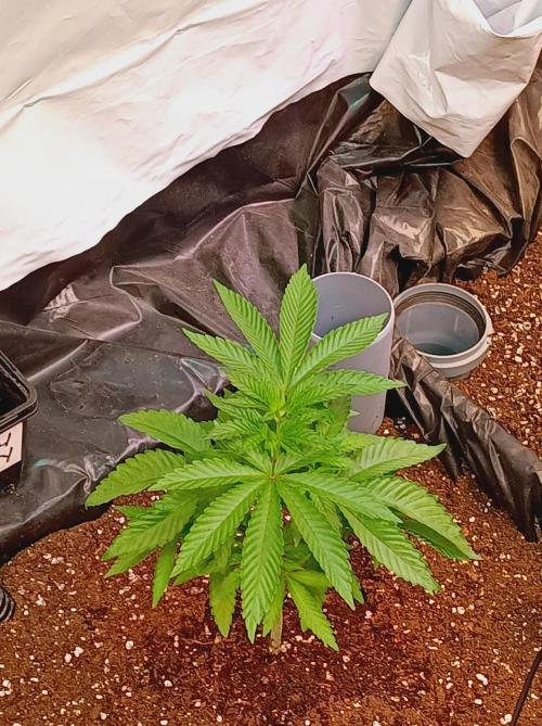 Any Day⛽️🍇🍋. Week 5