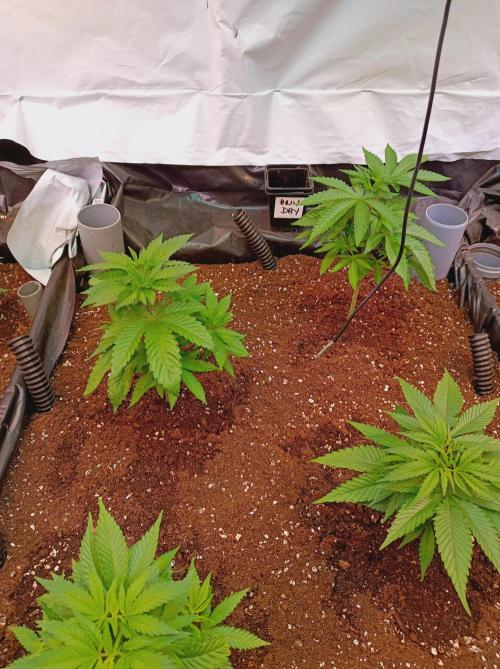 Any Day⛽️🍇🍋. Week 5