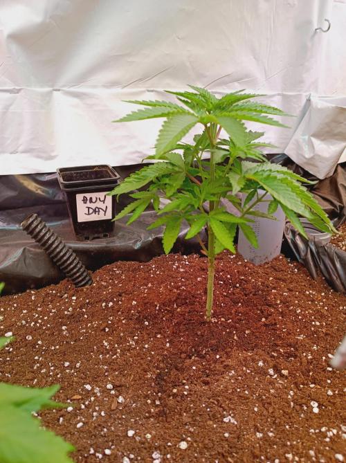 Any Day⛽️🍇🍋. Week 5