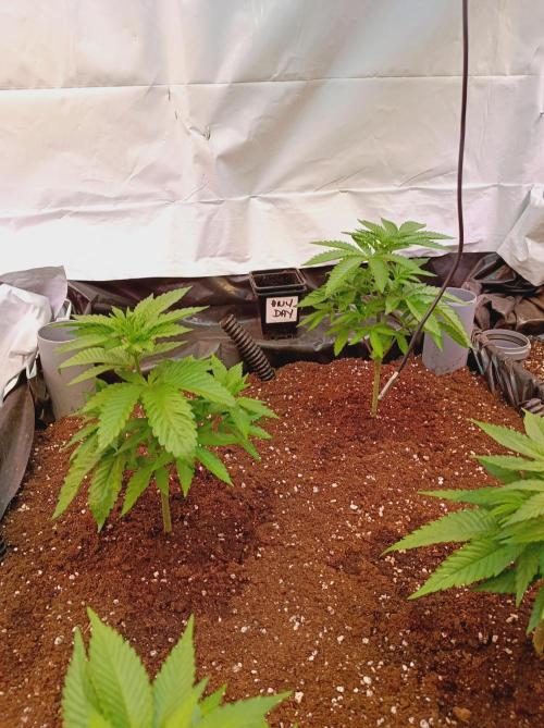 Any Day⛽️🍇🍋. Week 5