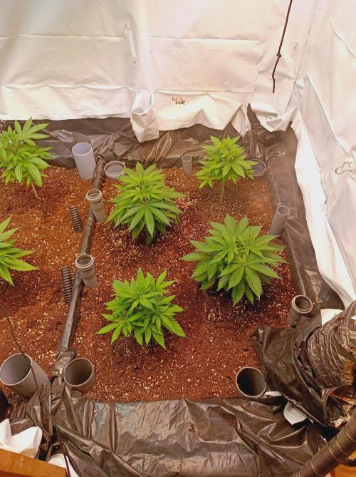 Blue Zushi🍣⛩️. Week 5