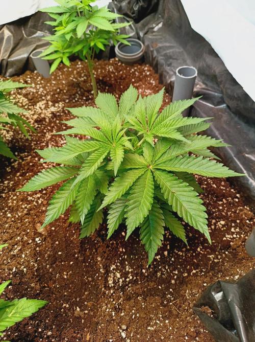 Blue Zushi🍣⛩️. Week 5