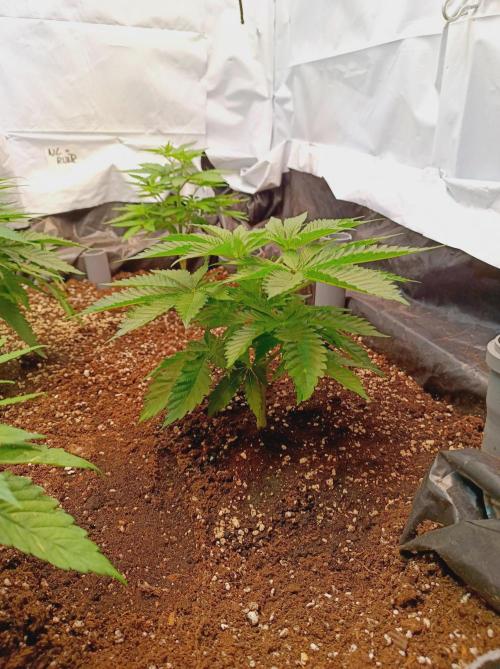 Blue Zushi🍣⛩️. Week 5