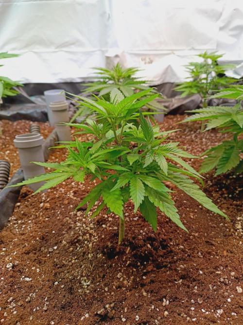 Blue Zushi🍣⛩️. Week 5