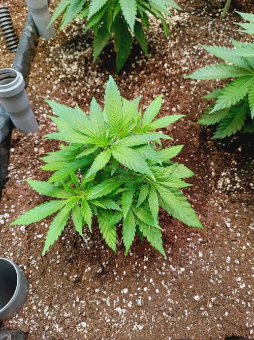 Blue Zushi🍣⛩️. Week 5