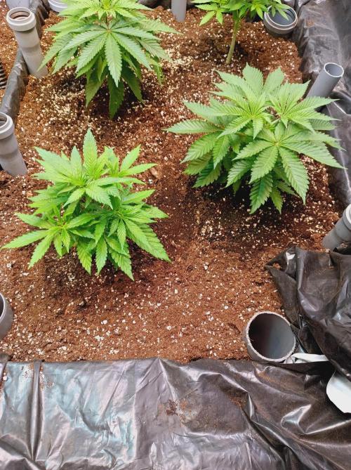 Blue Zushi🍣⛩️. Week 5