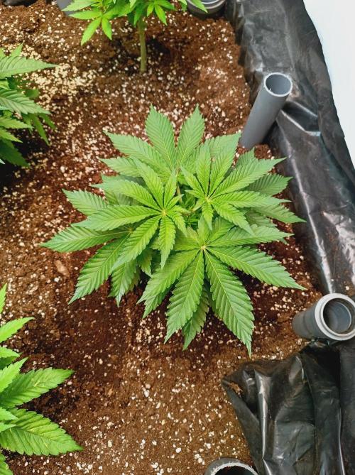 Blue Zushi🍣⛩️. Week 5