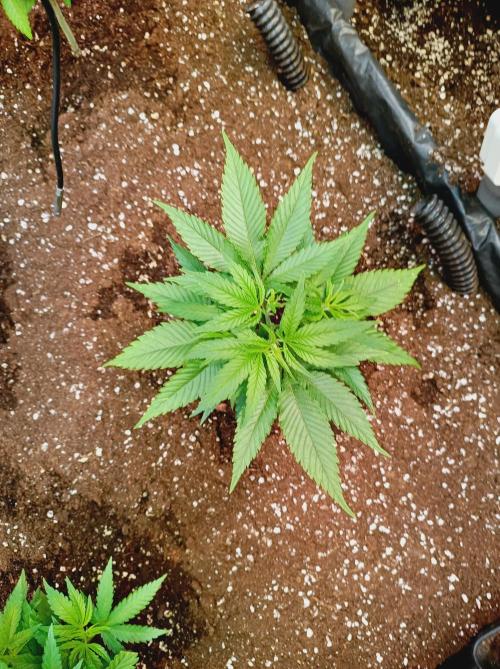 Blackberry Moonrocks. Week 5