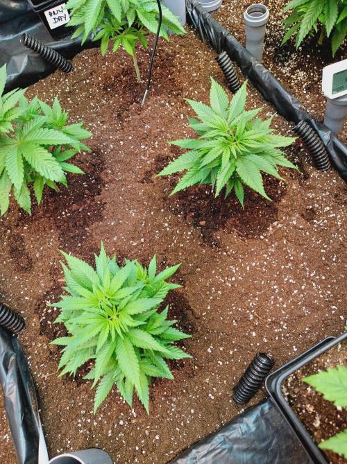 Blackberry Moonrocks. Week 5