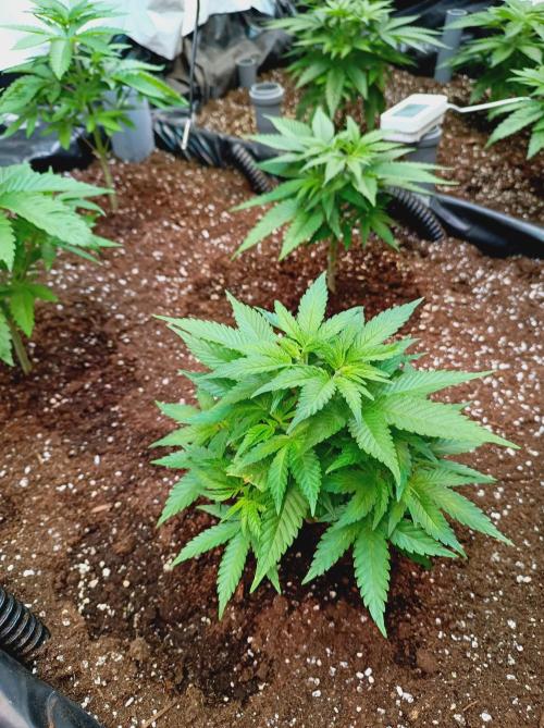 Blackberry Moonrocks. Week 5