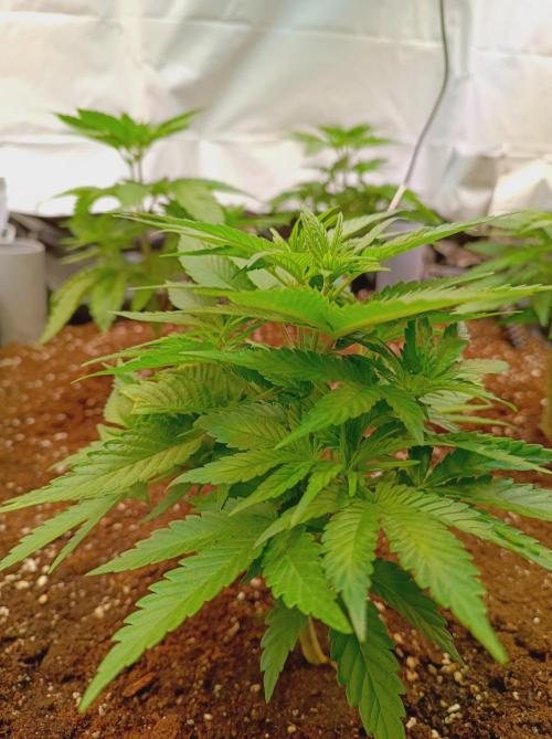 Blackberry Moonrocks. Week 5