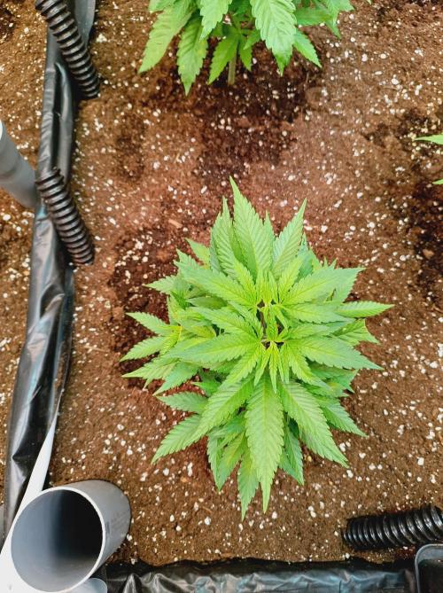 Blackberry Moonrocks. Week 5