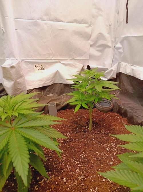 NL x Runtz🌌. Week 5