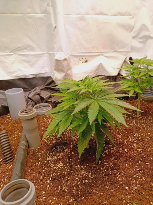 NL x Runtz🌌. Week 5 - Day 35