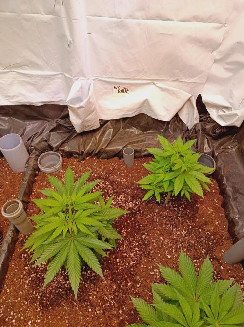 NL x Runtz🌌. Week 5