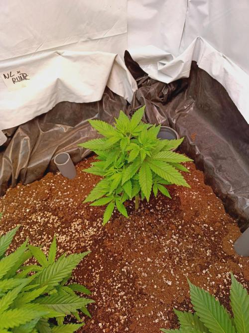 NL x Runtz🌌. Week 5