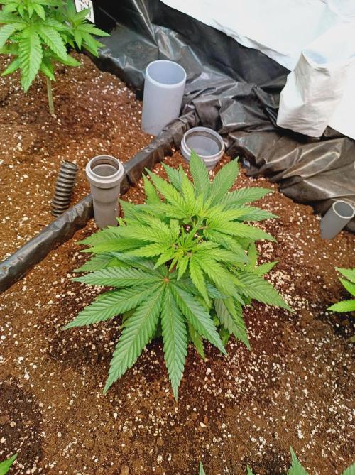 NL x Runtz🌌. Week 5