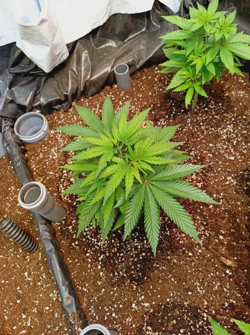 NL x Runtz🌌. Week 5