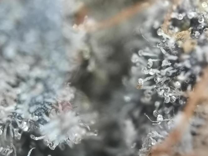 Epic Buzz🚀. Week 19