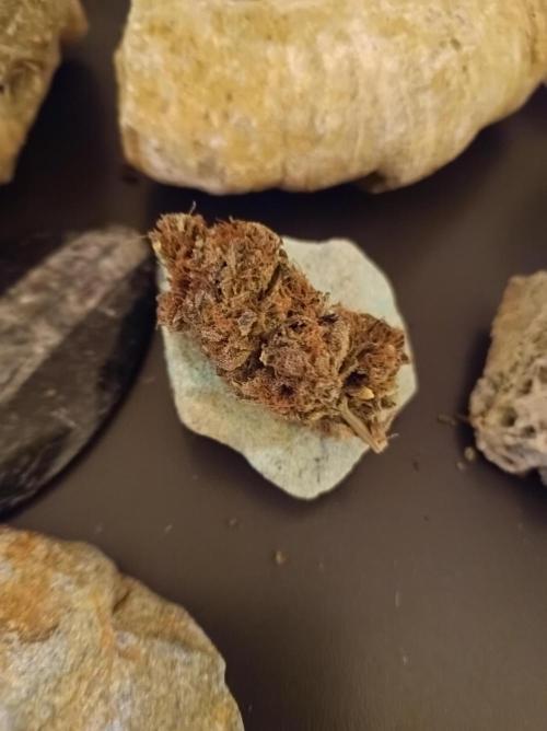 Epic Buzz🚀. Week 19