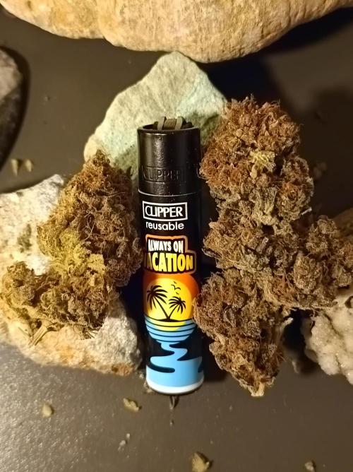 Epic Buzz🚀. Week 19