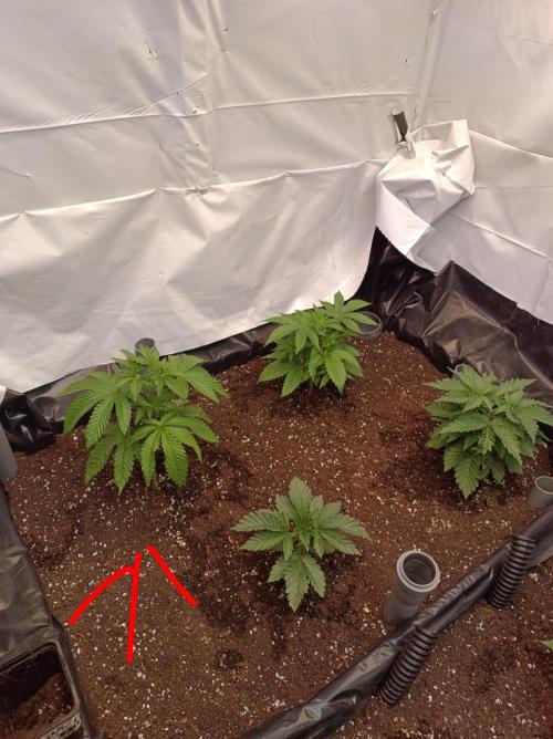 Blueberry Cane. Week 5