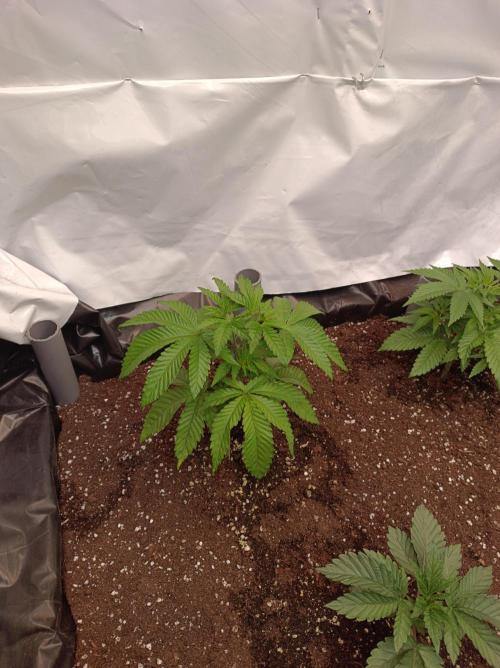 Blueberry Cane. Week 5