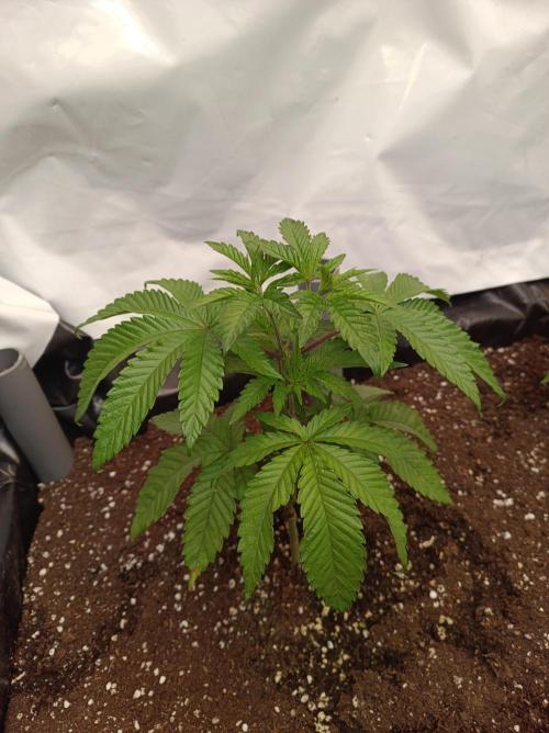 Blueberry Cane. Week 5